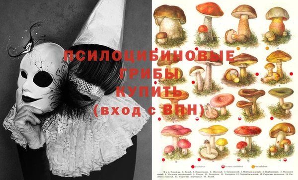 ПСИЛОЦИБИНОВЫЕ ГРИБЫ Беломорск